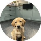 Hugo